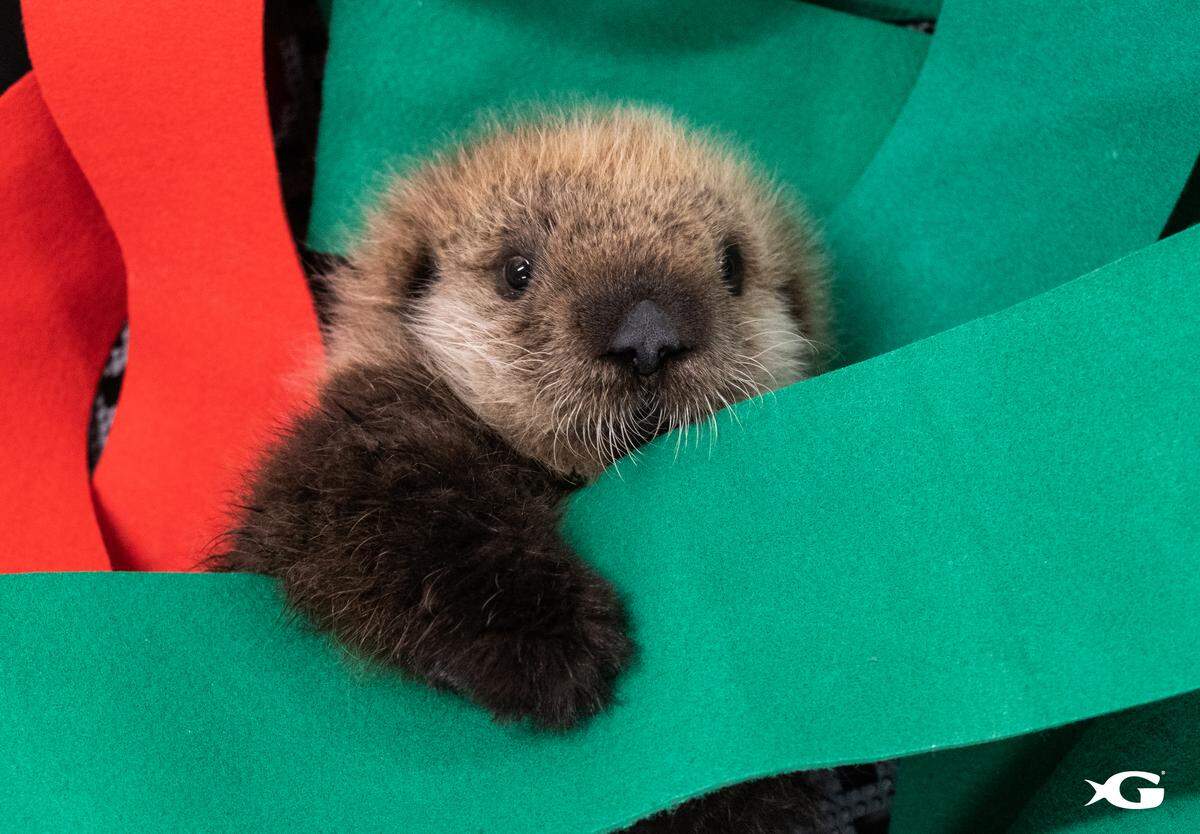 Mara’s new playmate, Gibson, was about three weeks old when he was found stranded near the Carmel River, where he was separated from his mom during a large storm.