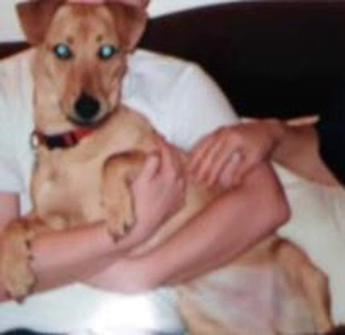 Police are asking for help finding this dog, which belonged to Athena Ilona Valentiny. Valentiny was found stabbed to death in Grover Beach in October.
