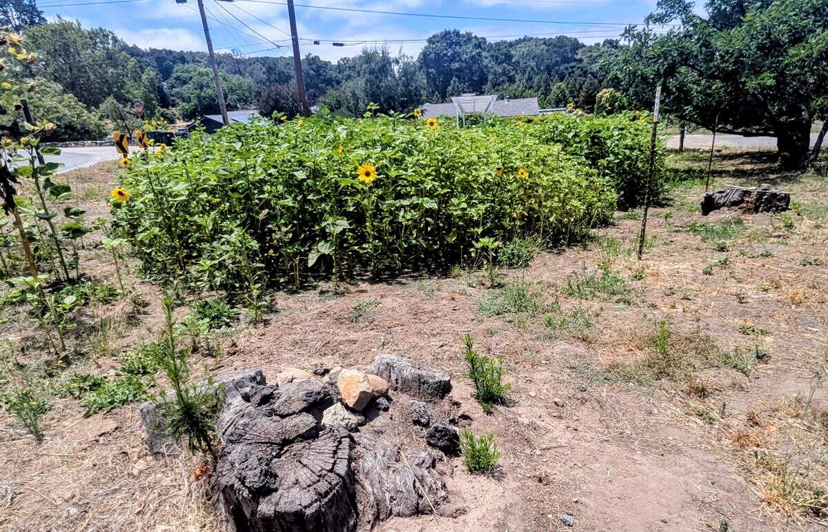 A weathered tree stump sits near the sunflower patch in Atascadero, where retired landscaper Steve Dayka said dead trees and debris once occupied the city-owned parcel. A lone black walnut tree remains in the background.