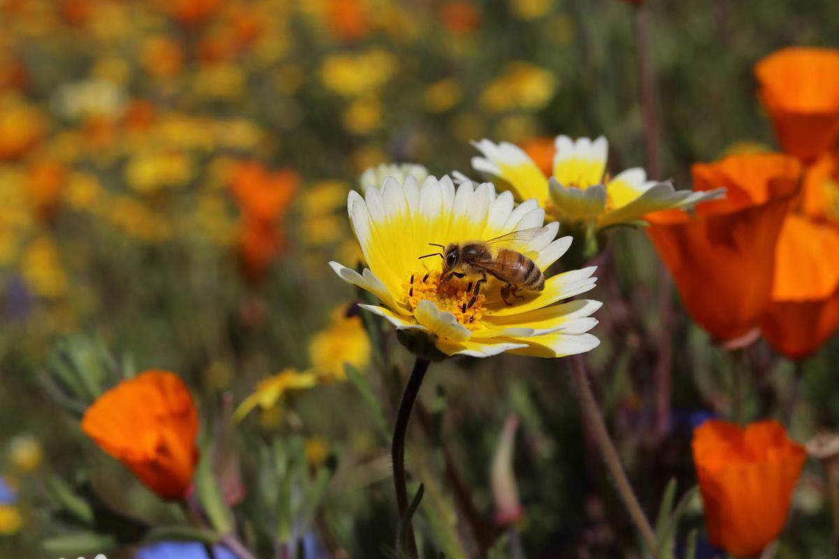 Joann Hyatt shot this photo of a honeybee exploring a tidy-tip wildflower amid California poppies and goldfields at Shell Creek Road off Highway 58 near Santa Margarita on Sunday, April 2, 2023.