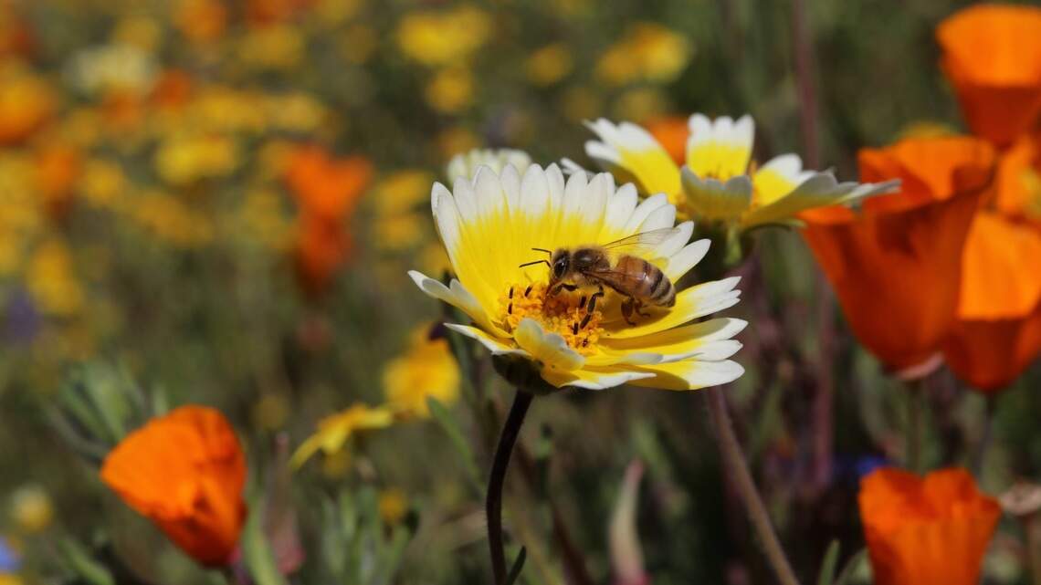 Wildflowers transform SLO County into spring paradise. See the stunning superbloom photos