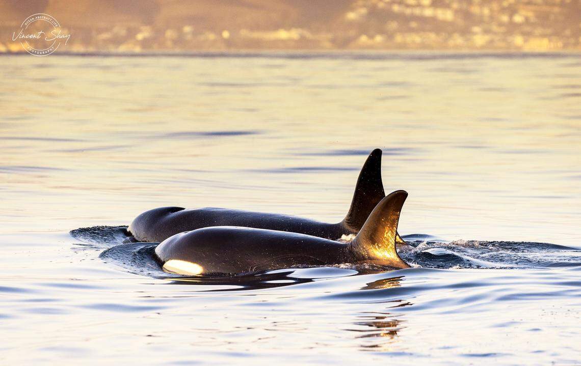 Orcas swim several miles from the shore of Pismo Beach.