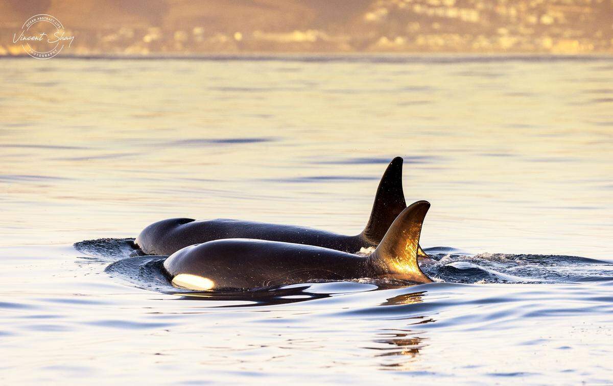 Orcas swim several miles from the shore of Pismo Beach.
