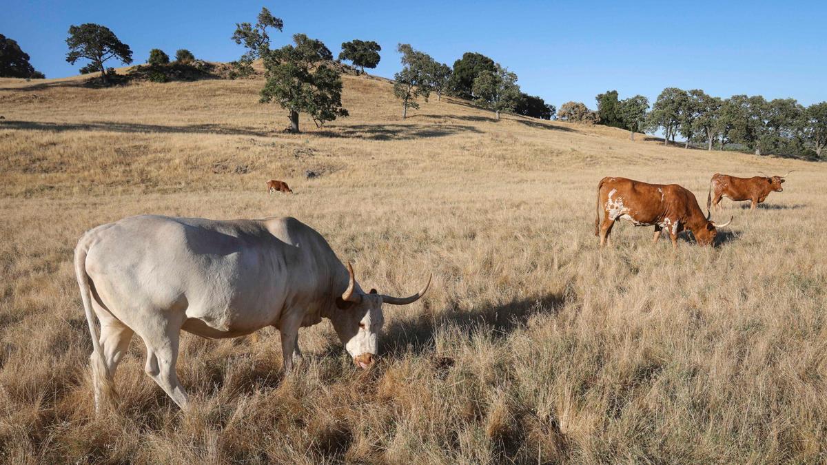 The longhorn cattle seen west of Highway 101 near Santa Margarita are an echo of the original herds of Mission cattle herds that roamed hills in the late 1700s. The owner keeps them to graze down the grass and live out their days on the oak covered ranch.