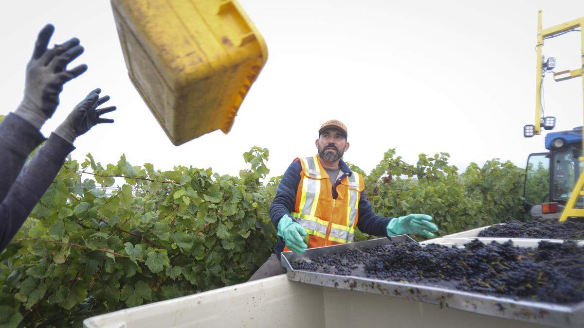 Martin Ramirez, foreman at Chamisal Vineyards watches a bin of Pinot Noir grapes flipped onto a sorting table early in the morning of Sept. 22, 2025.