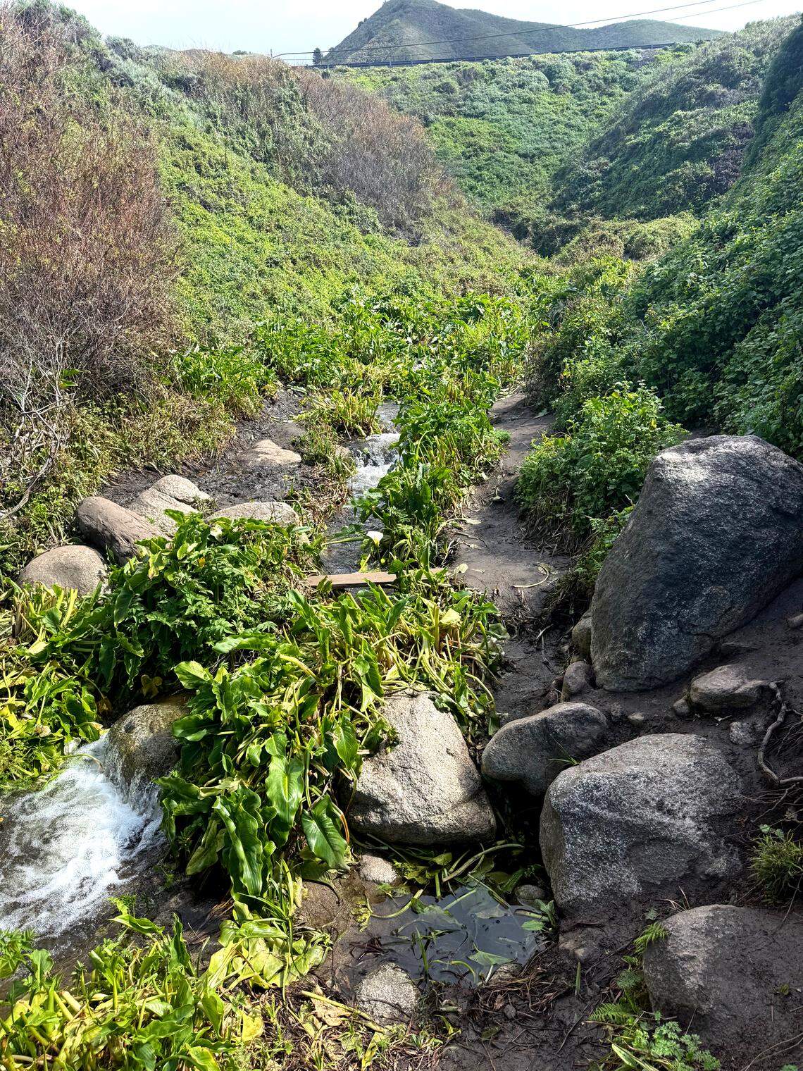 Someone hacked down blooming flowers at Calla Lily Valley in Garrapata State Park in Big Sur, as seen on March 2, 2026.