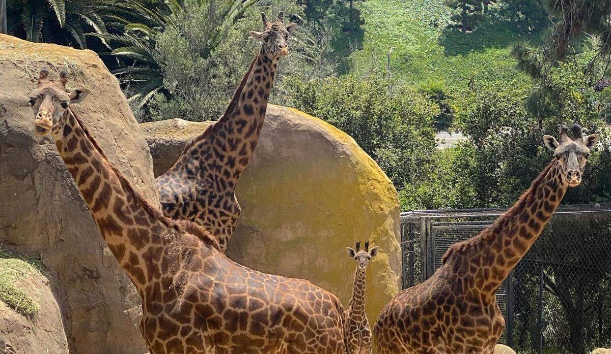 Twiga the Masai giraffe was born in late March 2020 at the Santa Barbara Zoo.