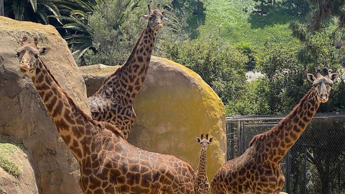 Santa Barbara Zoo is reopening after coronavirus closure. Here’s what to expect