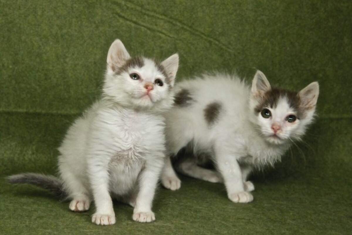 Fluff and Puff are available for adoption at the Homeless Animal Rescue Team shelter in Cambria. For more information, call 805-927-7377.