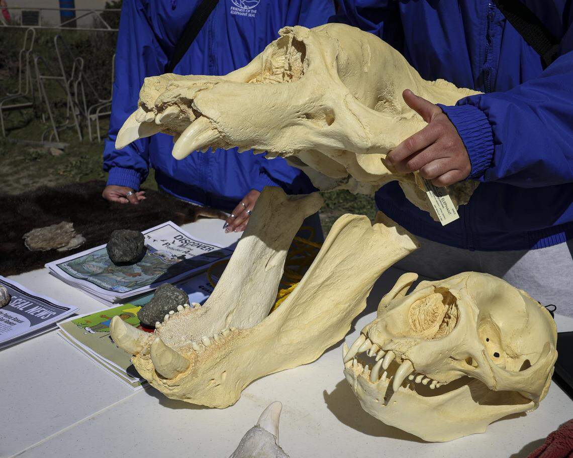 A docent at the elephant seal rookery near the Piedras Blancas Lighthouse holds a replica skull of an adult male northern elephant seal on March 3, 2026. A female skull sits on the table to the right.