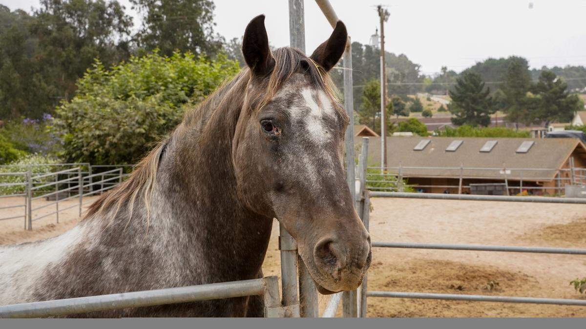 Beth Currier, founder of Rancho de los Animales for the Disabled, said her organization needs the community’s help funding a new well. Rancho de los Animales serves people with physical, mental and emotional disabilities by providing free access to animals and horseback riding.