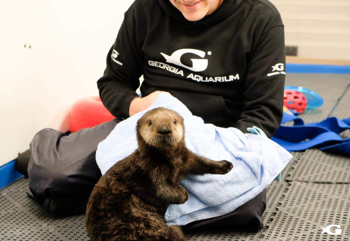 Mara appears to be receiving top-notch care at her new home at Georgia Aquarium. Here she is, after a towel dry.