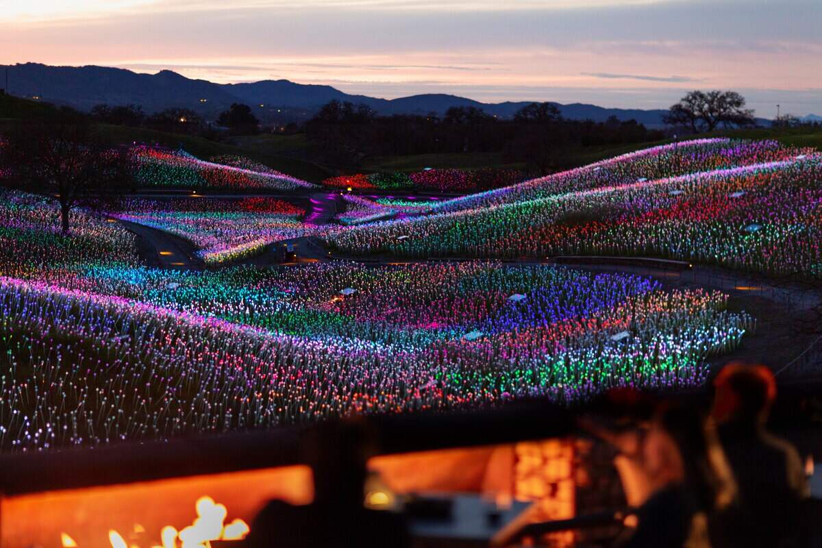 Sensorio’s “Field of Light” illuminates the sunsetting sky of Paso Robles.