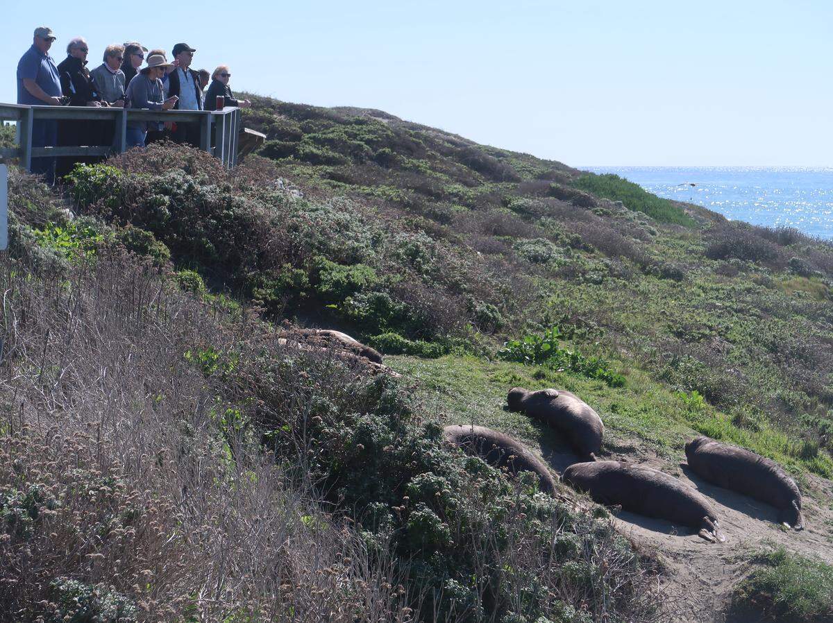 Some pups escape up the dunes at the Piedras Blancas breeding ground near San Simeon, moving closer to the visitors but out of the mating fray on the beach below.