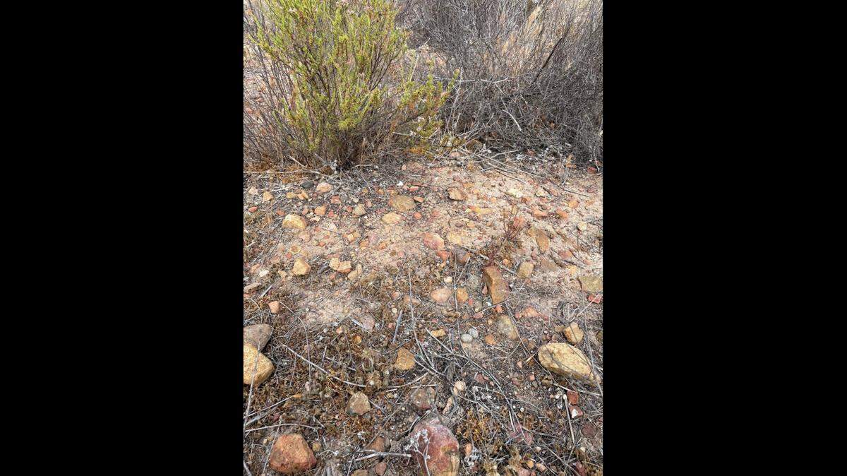 Can you find a nighthawk’s nest in this photo taken at San Diego National Wildlife Refuge?