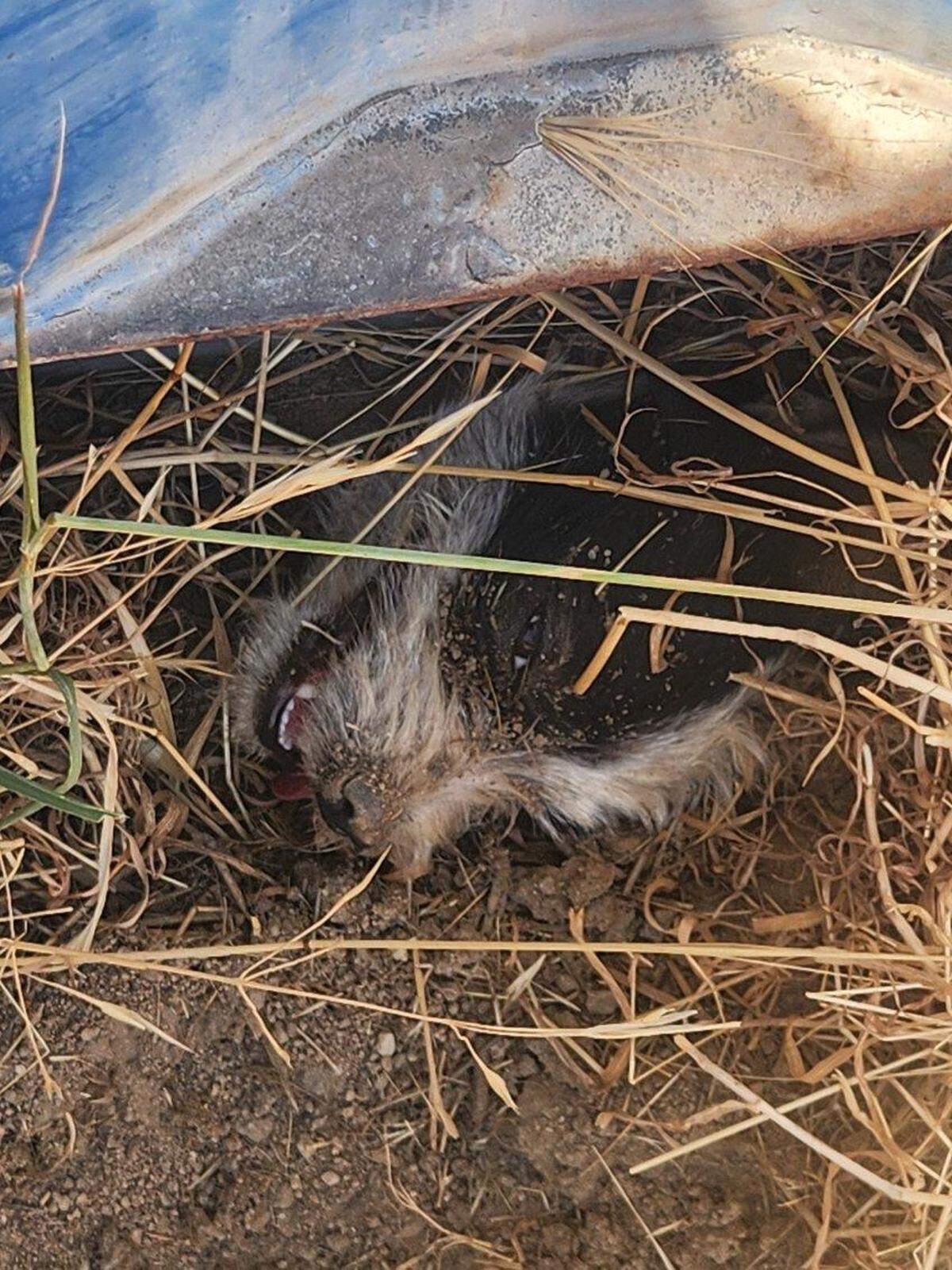 A Cal Fire unit rescued an overheated dog trapped under a shipping container at a Paso Robles service center on June 19, 2025.