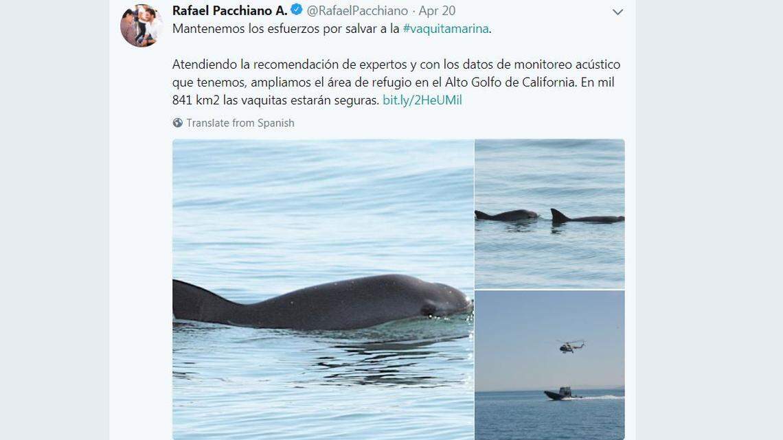 Mexican authorities announced on April 20, 2018, that they would expand the protected area of the vaquita porpoise, the world's most endangered marine mammal.
