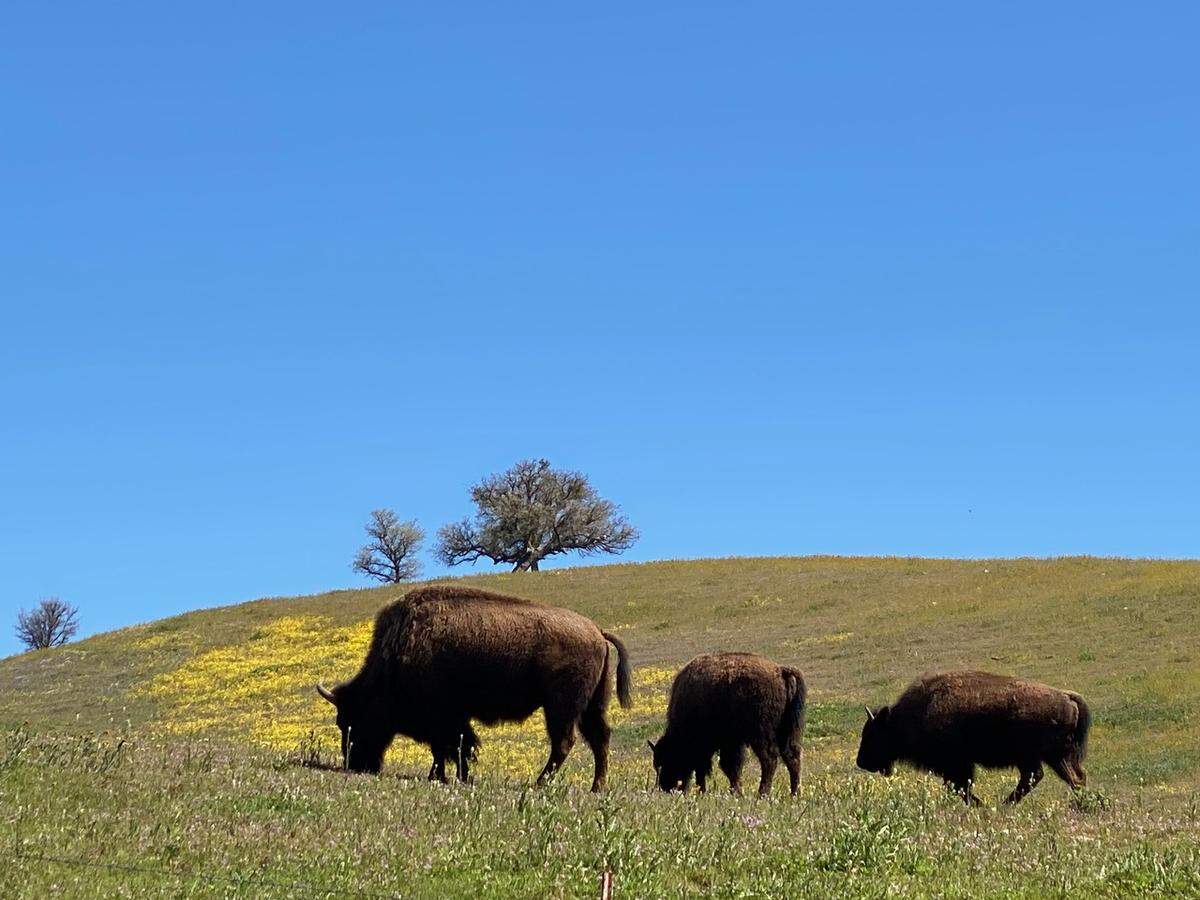 Martin Lomeli of Morro Bay took this photo of American bison grazing among the wildflowers off Highway 58 near Santa Margarita on Saturday, April 1, 2023.