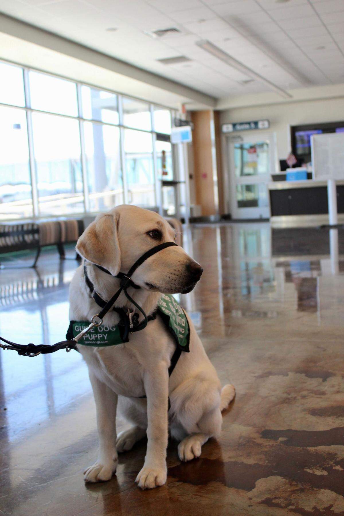 Parrot was one of several puppies who went through a guide dog training exercise at the San Luis Obispo County Regional Airport on Saturday, May 28, 2022.