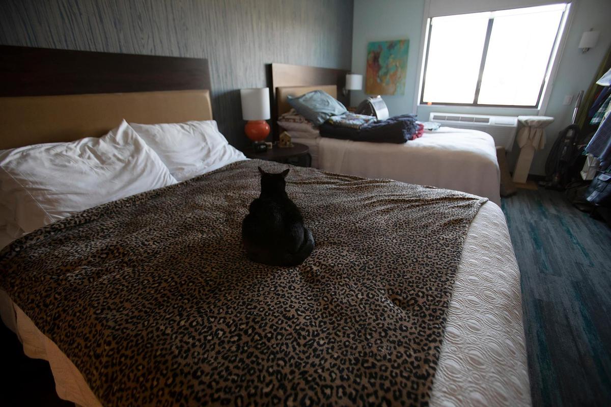Tobey Crockett and Mark Onspaugh and their cats live at the Home2 Suites in Atascadero. Pictured is their black car Shadow Lass on the bed of their temporary home.