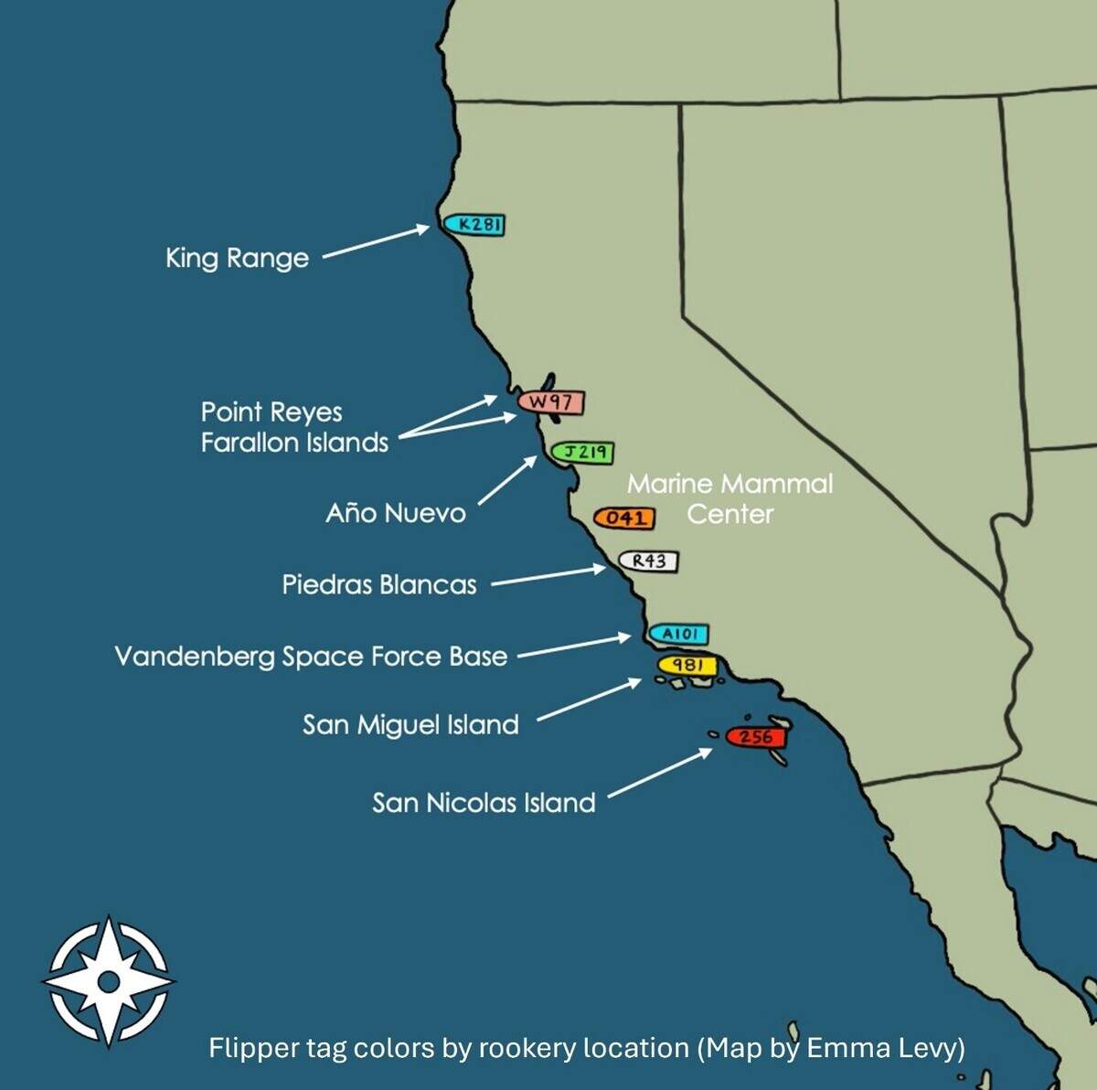 Each rookery is identified by a different flipper tag color, connecting the seal with the beach where it was born.
