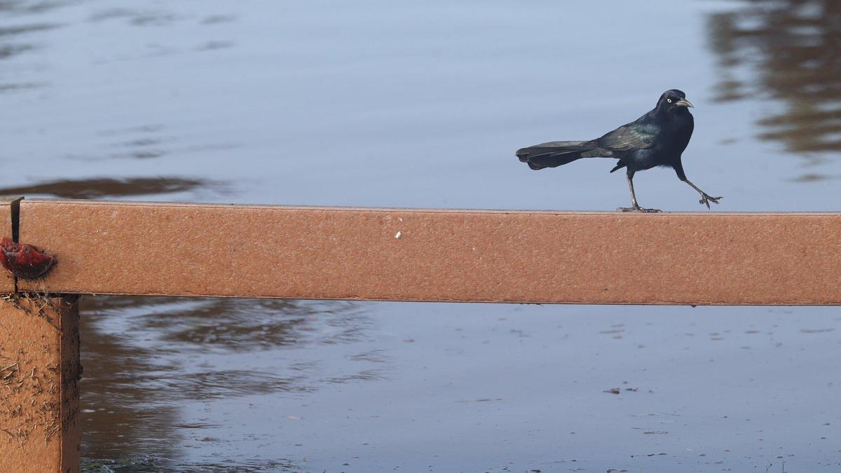 A bird prefers not to get its feet wet near Highway 1 in Pismo Beach on Tuesday, Jan. 10, 2023.
