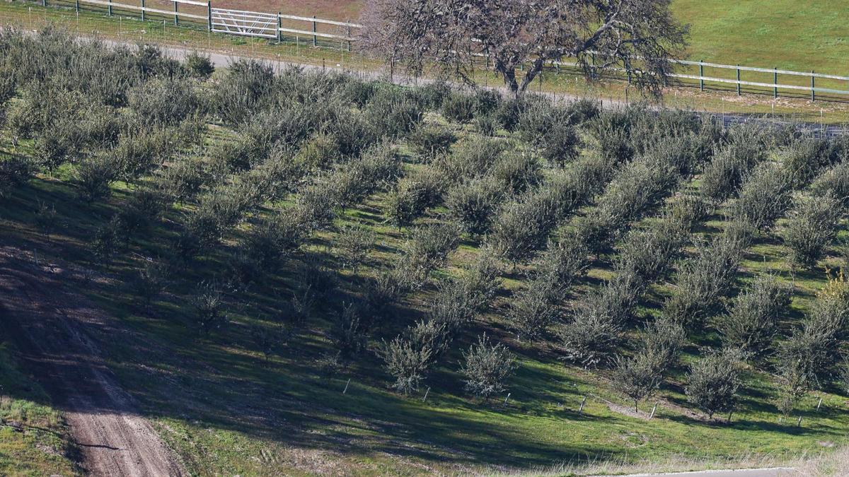 Brian Farrell, winemaker at Caelesta Wines and Vineyard, in Templeton grows truffles in oak orchard as seen Feb. 6, 2022.