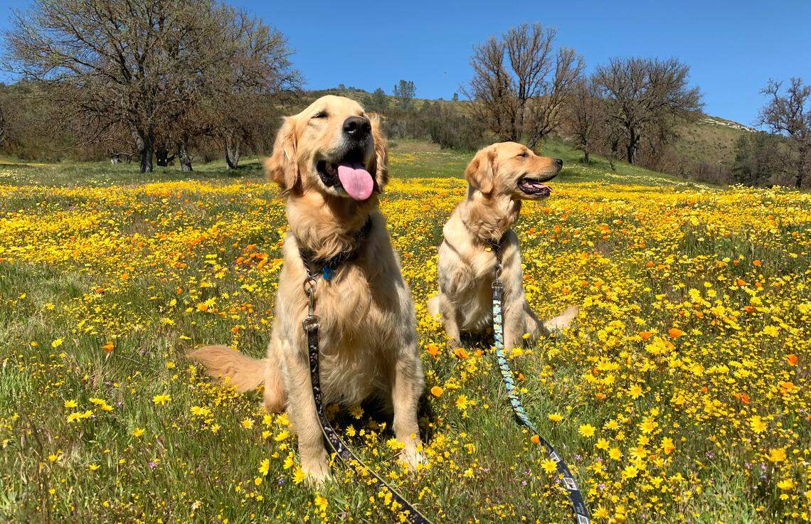 Masses of goldfields and California poppies make for a picturesque dog portrait background along Shell Creek Road.