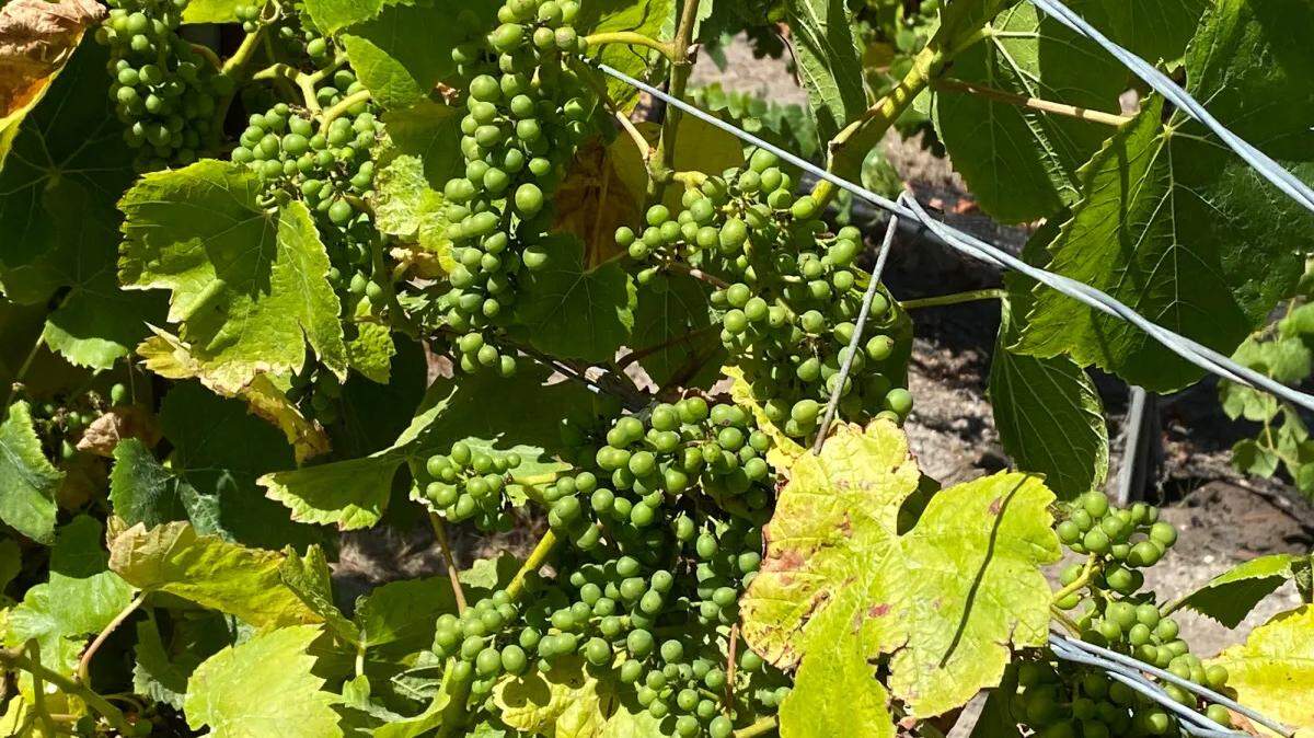 Wine grapes grow in a vineyard south of Orcutt.