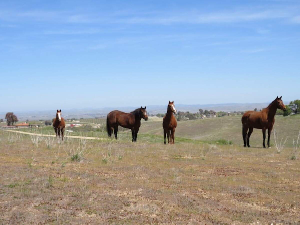 Horses Angel, September, Baby and Katrina roam the 141-acre Redwings Horse Sanctuary property in Paso Robles.