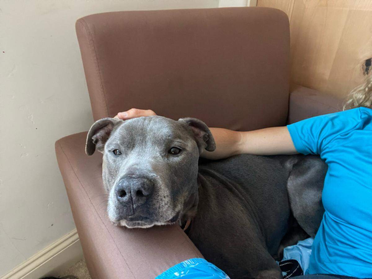 Grayson, a 3-year-old pitbull, is available for adoption at the San Luis Obispo County Animal Services shelter. He loves to snuggle.