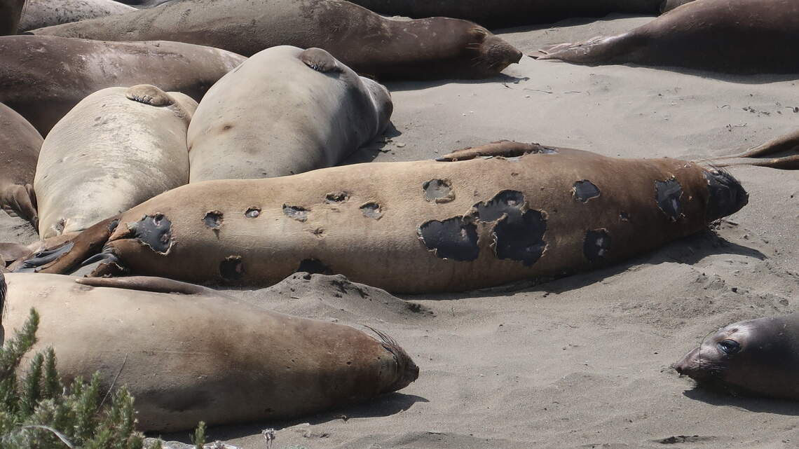 What to know about Central Coast elephant seals this summer