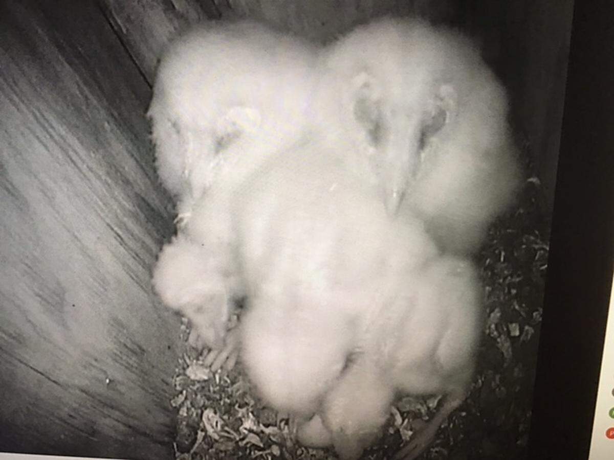 Baby owls rest inside a bird box in Arroyo Grande. Box owners and bird enthusiasts Pam and Gary See have livestreamed the beginning of the owlets’ lives on YouTube where hundreds of viewers have watched.