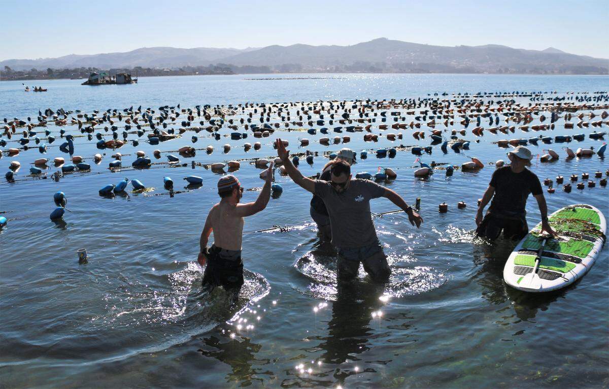 Nate Reiss, far left, of Grassy Bar Oyster Co., high-fives Kevin Johnson from the California Sea Grant after successfully placing native baby Olympia oysters in the Morro Bay estuary on Nov. 22, 2022.