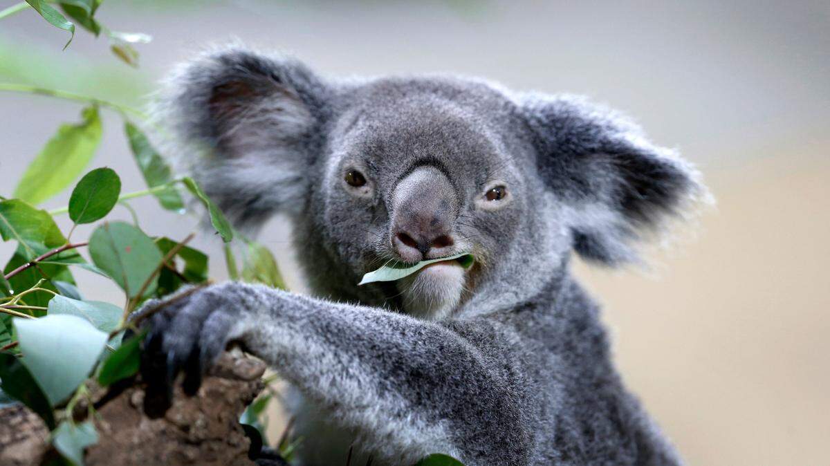 A koala feeds on eucalyptus leaves in its new enclosure at the Singapore Zoo in 2015. Cal Poly professor Greg Brown is working with a team of researchers in Australia to help protect the country’s koala population.