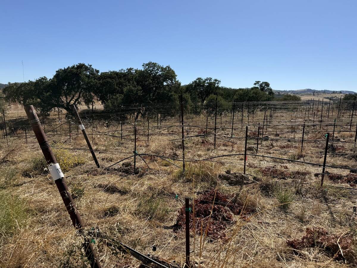 A vineyard sits dry and empty at 2727 Buena Vista Drive in Paso Robles. Outward Development hopes to build 107 cabins and lodge on the property.