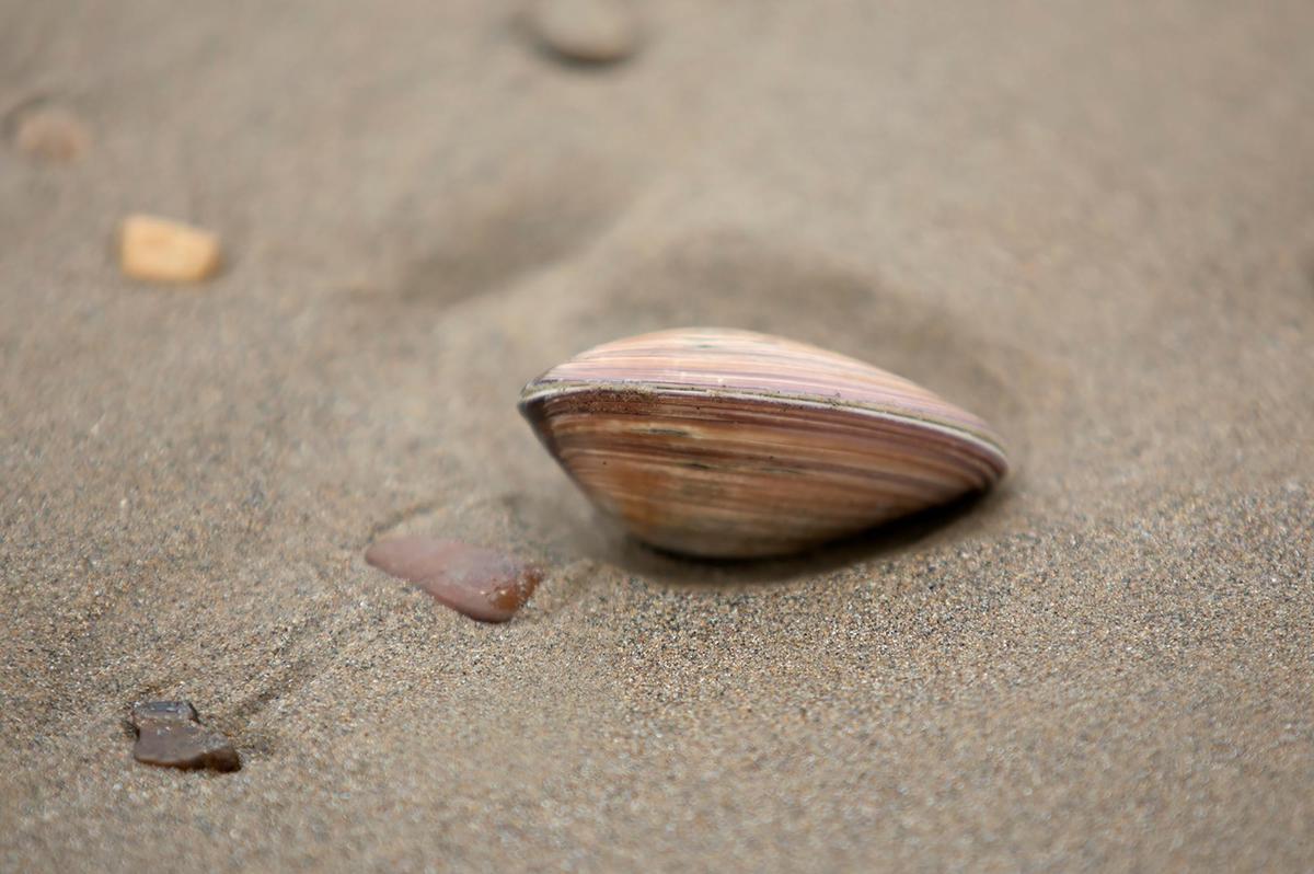 Hundreds of Pismo clams are surfacing on SLO County beaches. Dozens of seagulls were seen north of Pismo Beach Pier and at Oceano Dunes SVRA have a feast on Friday, Sept. 8, 2023.