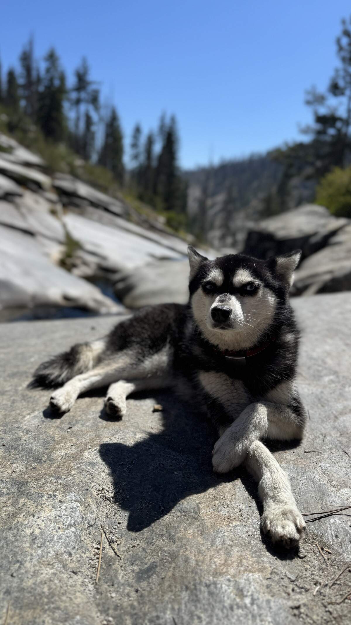 Think you have the most adorable dog or cuddliest cat in San Luis Obispo County? Enter The Tribune’s cutest pet contest, and put your furry friend in the spotlight.