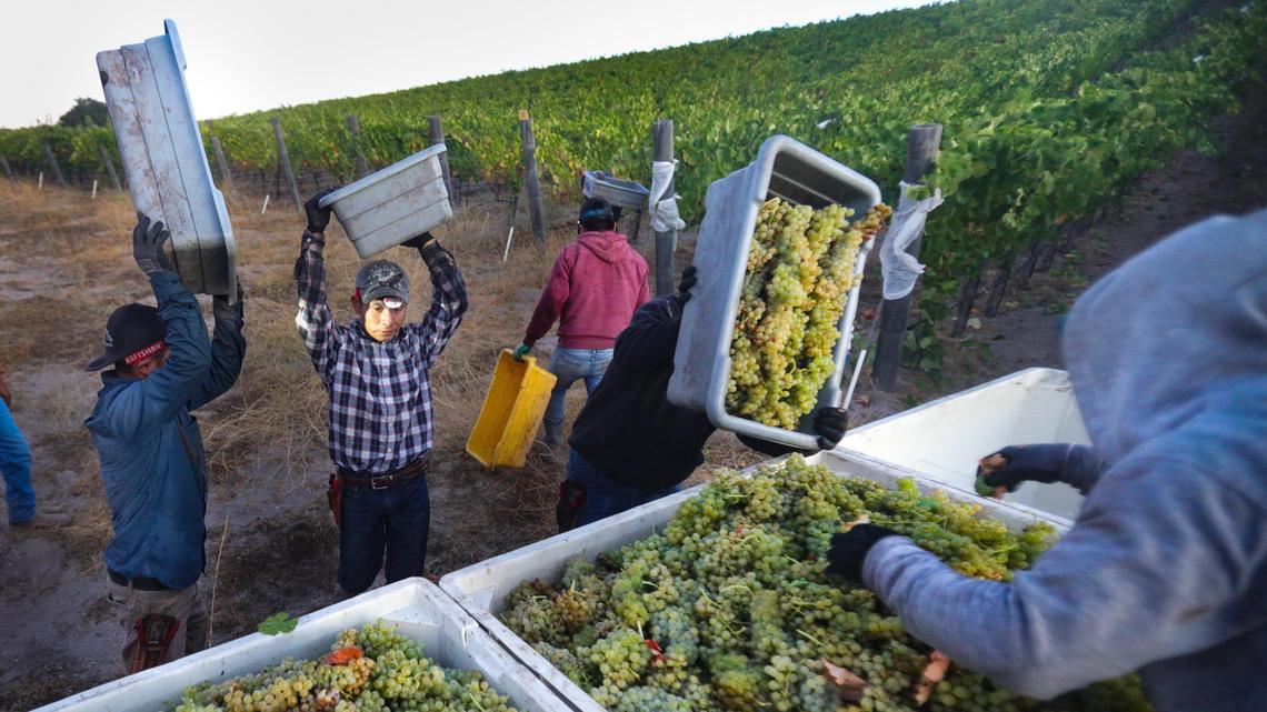 Workers harvest wine grapes at Alta Colina in Paso Robles in September 2019. North County winemakers say smoke from Northern California wildfires is not likely to affect the 2020 harvest.