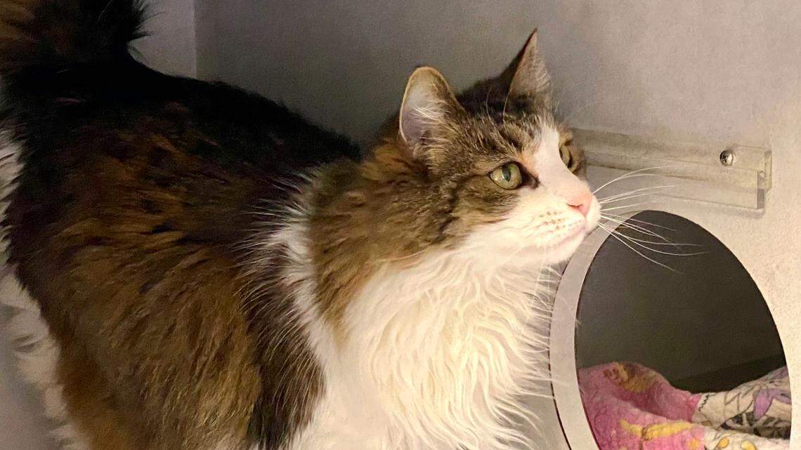 Twinkie the couch potato cat savors ‘simple beauty.’ She’s looking for a new home