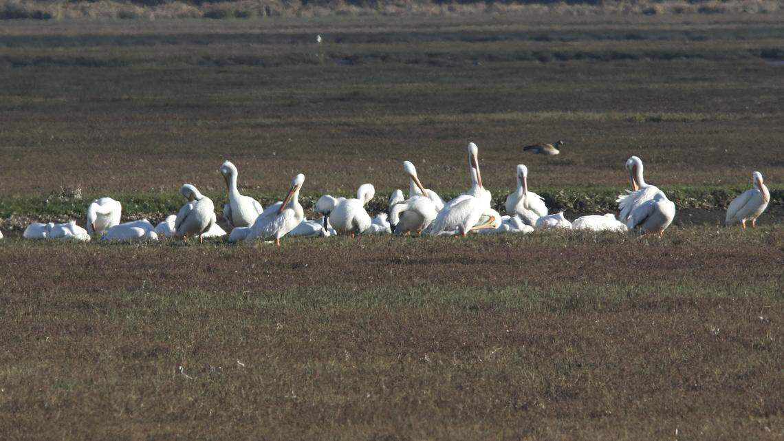 White pelicans preen in the back bay. Greg Miller, Jon Dunn and Bettina Eastman led a birding stroll on the Morro Bay State Park Marina Boardwalk as part of the Morro Bay Bird Festival on Jan. 15, 2026.