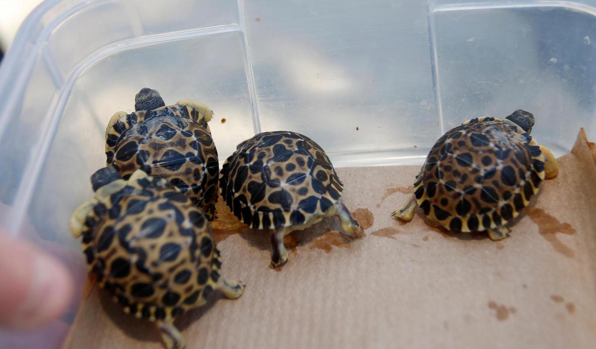 The Charles Paddock Zoo in Atascadero introduced several zoo babies Monday, April 11, 2022, including four tiny radiated tortoises, a baby roadrunner and a 5-month old porcupine.