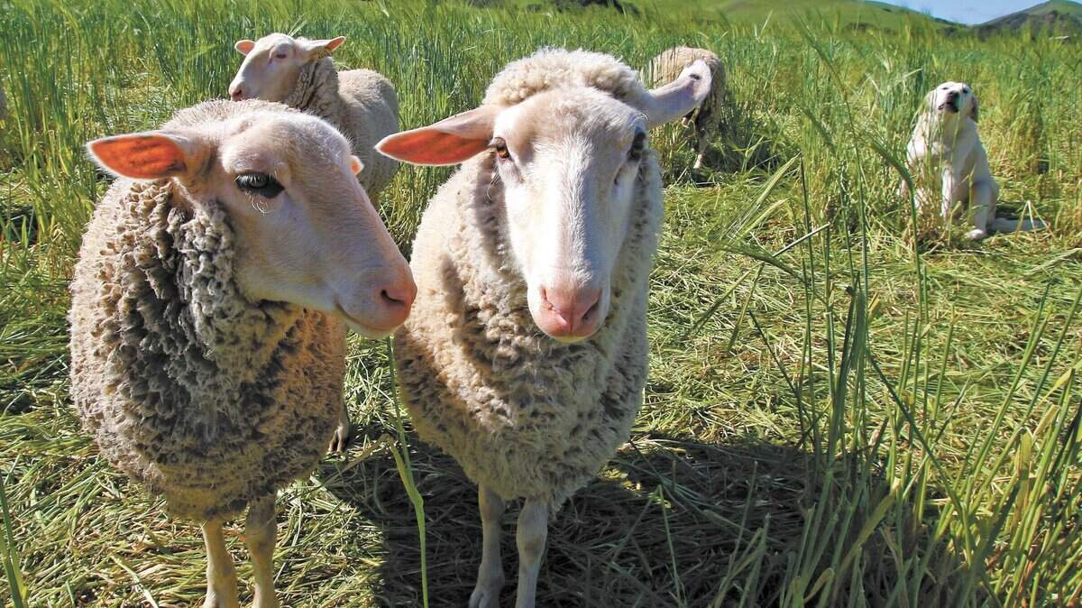 Sheep graze at Vintage Organics Farm on Los Osos Valley Road, where the Land Conservancy of San Luis Obispo has obtained an easement on the 226 acre farm.