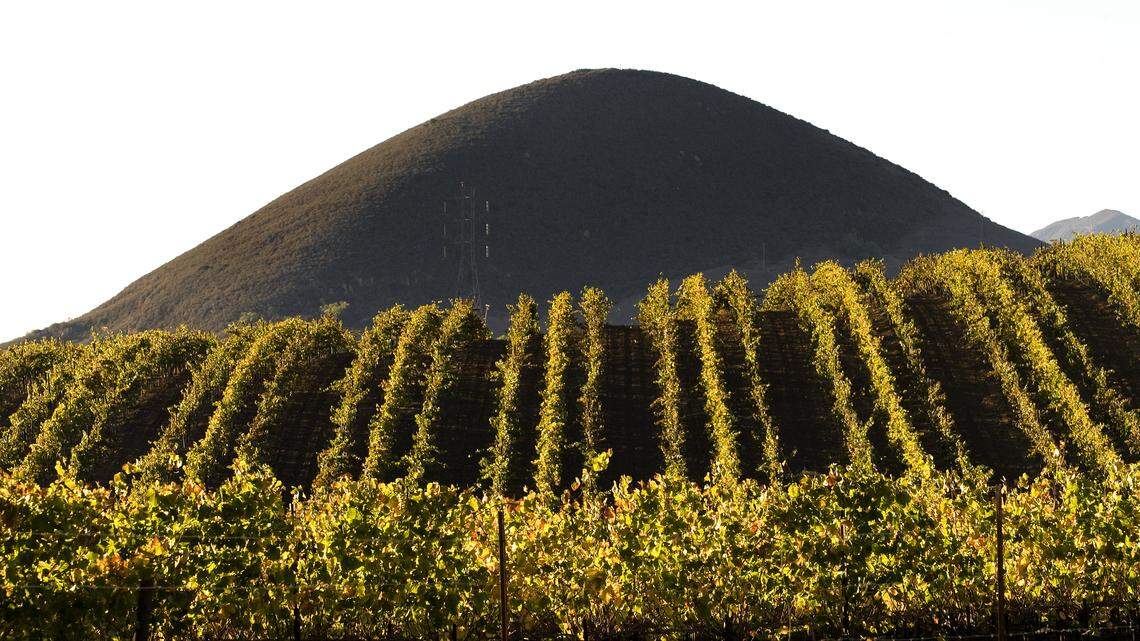 Yellowing vines catch the late afternoon light along Orcutt Rd. in San Luis Obispo.