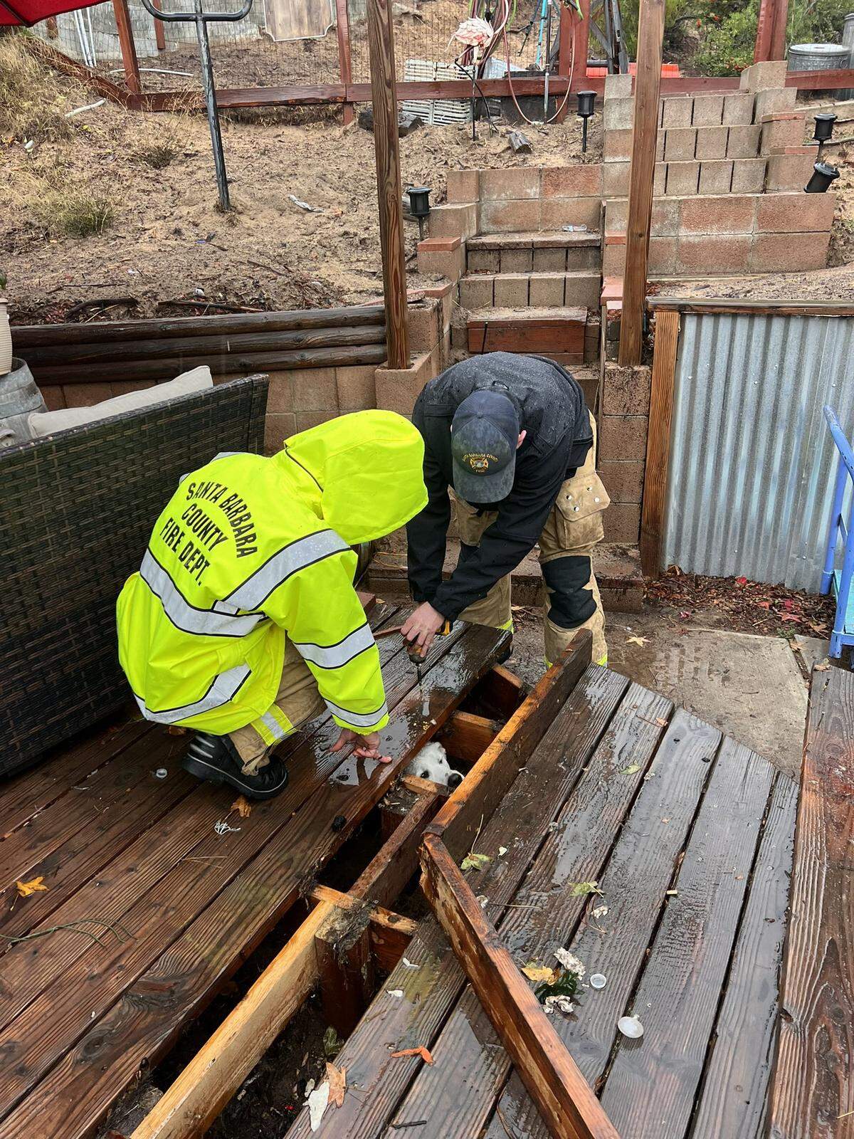 Sage the yellow Labrador retriever dog waits to be rescued by Santa Barbara County Fire Department firefighters after becoming trapped under a deck in Orcutt on Thursday, Dec. 21, 2023.