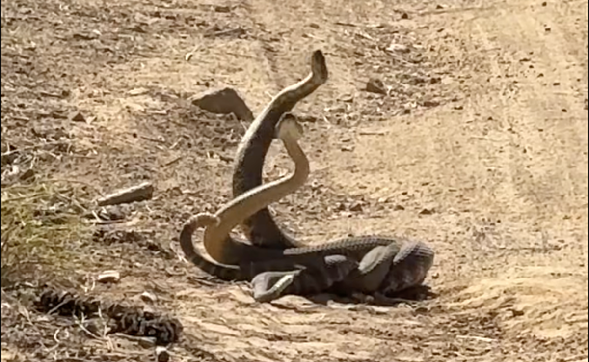 Two male rattlesnakes were caught on video engaging in a mating combat dance to win over a nearby female snake in Los Padres National Forest in August, 2025.
