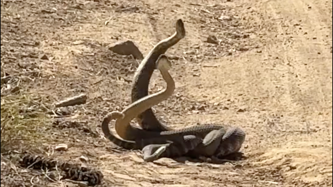 Rattlesnakes twist and fight in mating dance at CA forest. See the video