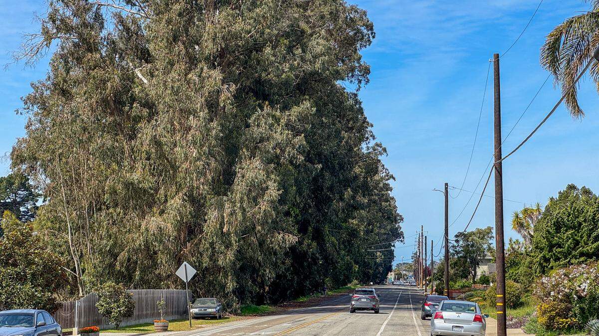Residents of The Pike in Arroyo Grande are worried about the eucalyptus trees lining the south side of the road, pictured here on March 28, 2024, after a home was hit by a falling tree in the Feb. 4, 2024, winter storm that swept through San Luis Obispo County.