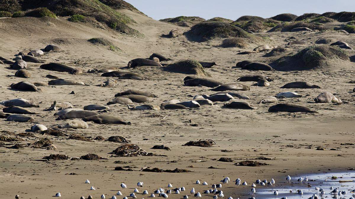 Dozens of elephant seals lie on the beach in San Simeon near the Piedras Blancas lighthouse.