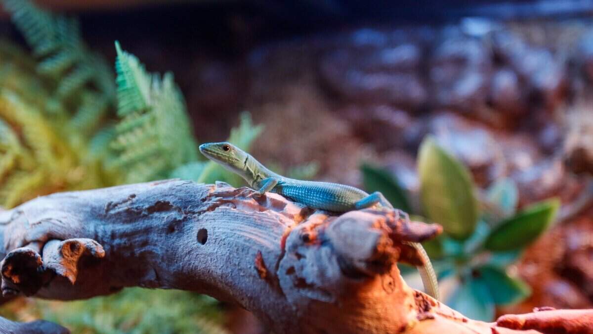 A green anole suns itself in its enclosure at BK's Reptiles and Zoo on Friday, June 12, 2026. BK's opened in Grover Beach in May, carrying reptile products and offering zoo tours.